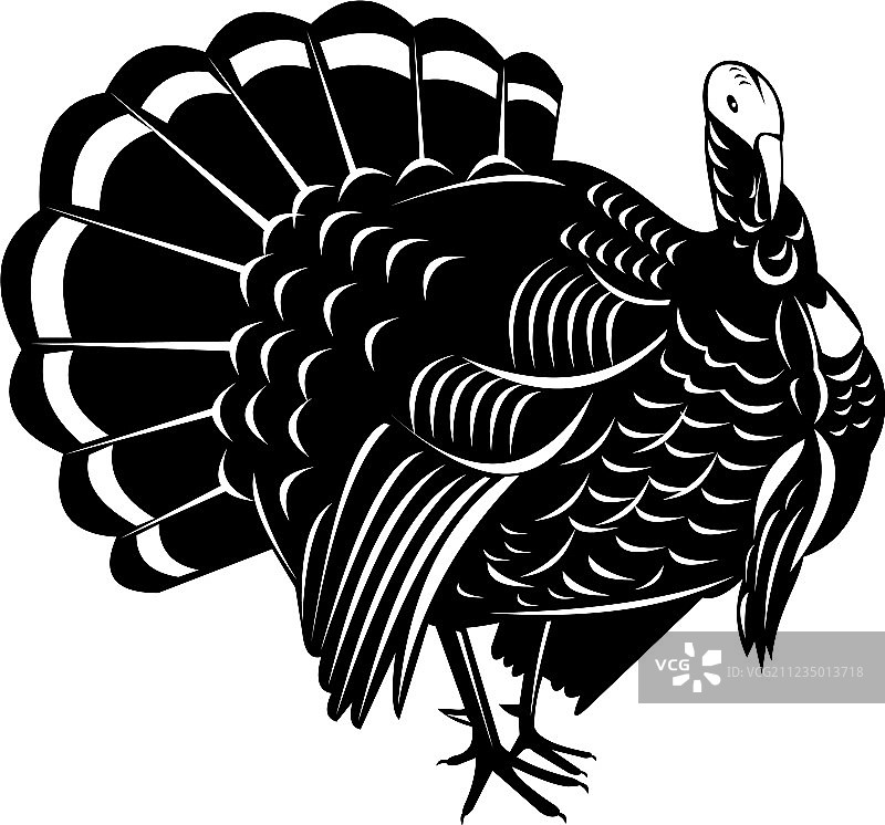 复古风野火鸡图片素材