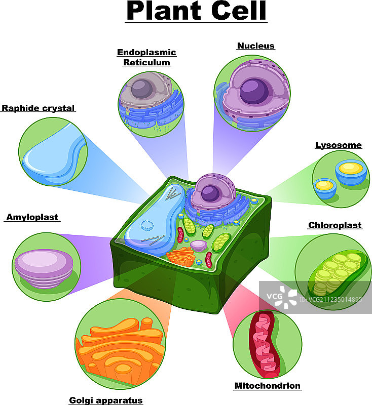 植物细胞结构图图片素材