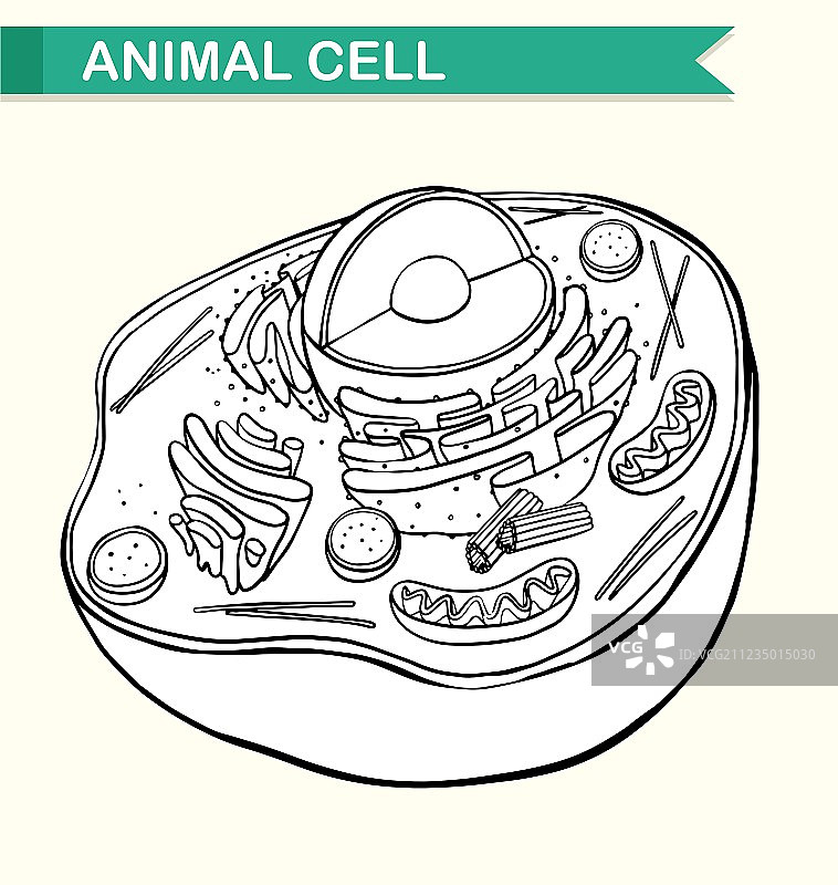 动物细胞示意图图片素材