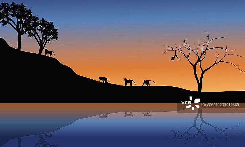 河岸风景中的家庭猴子图片素材