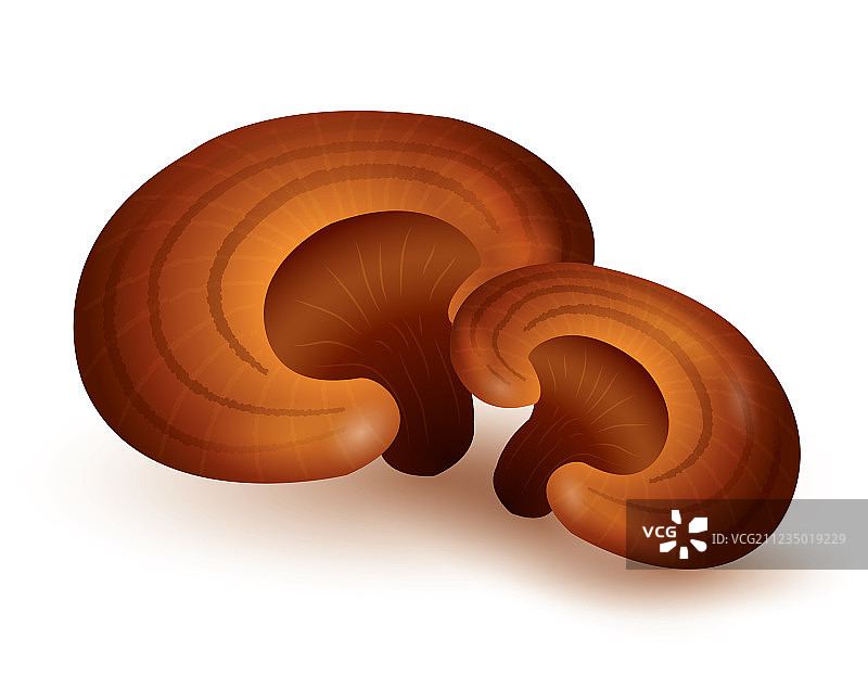 灵芝菇图片素材