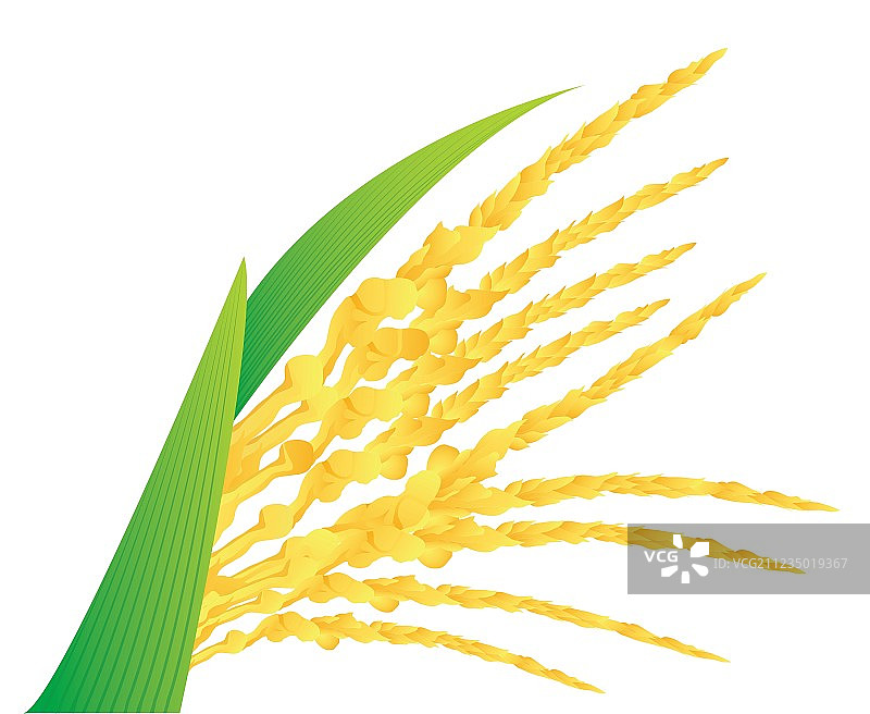 椰子花图片素材