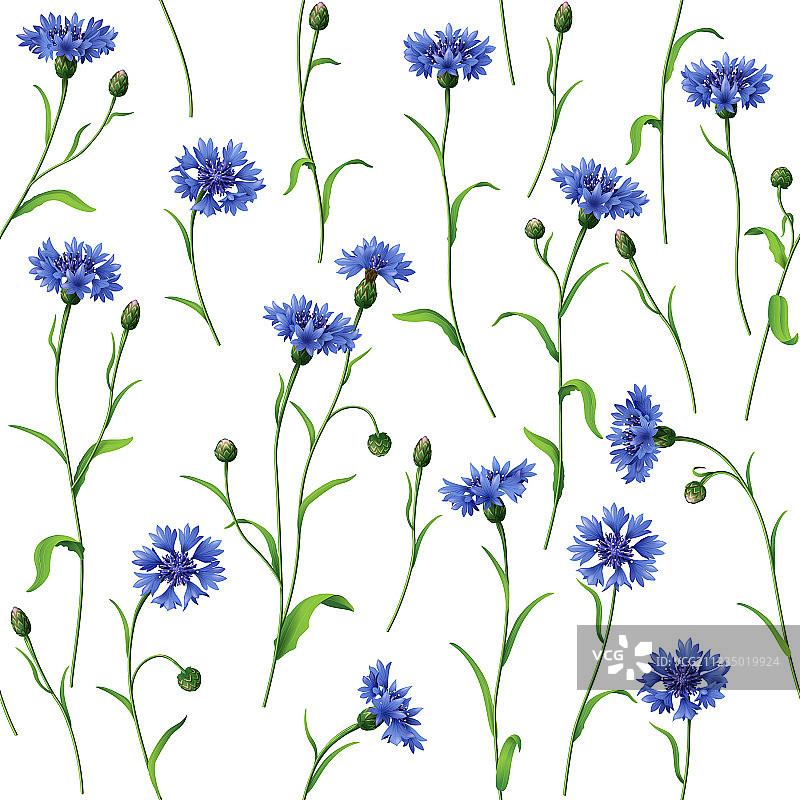 矢车菊花纹图片素材