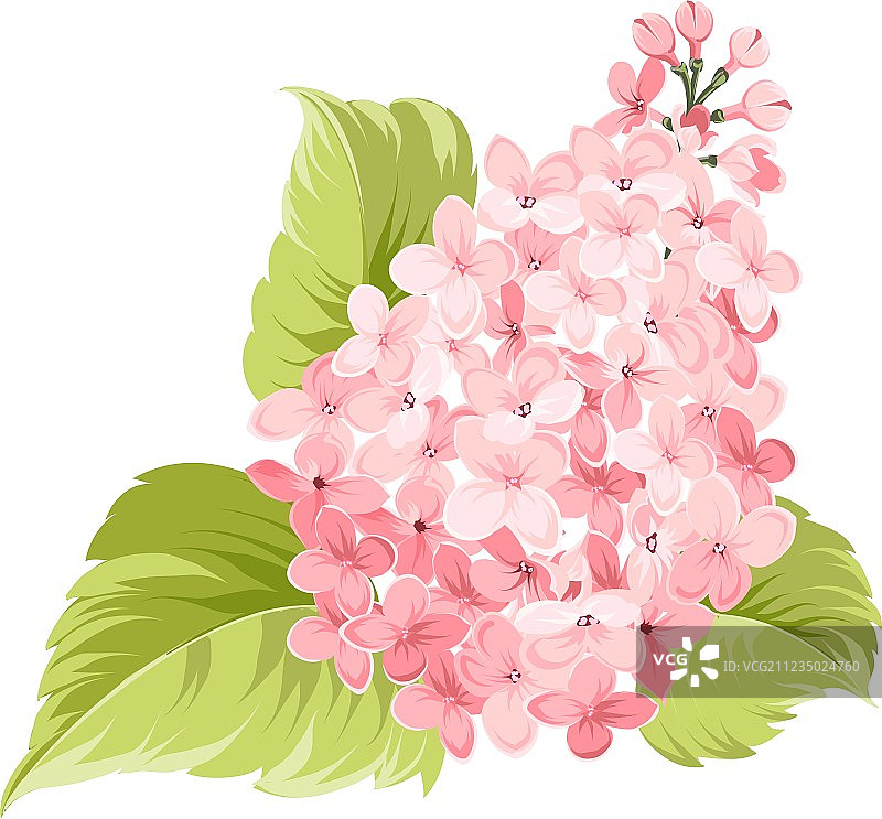 紫丁香的紫色丁香花图片素材