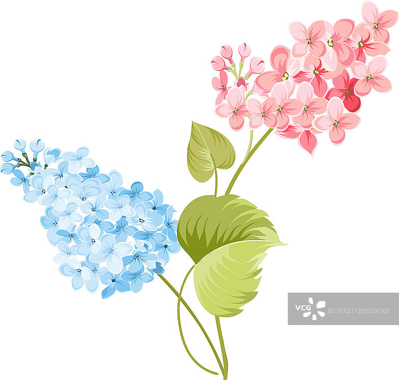 紫丁香的紫色丁香花图片素材