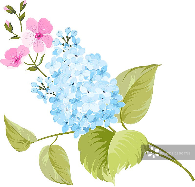 紫丁香的紫色丁香花图片素材