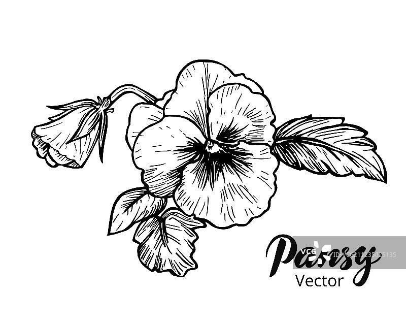 手绘三色堇图片素材