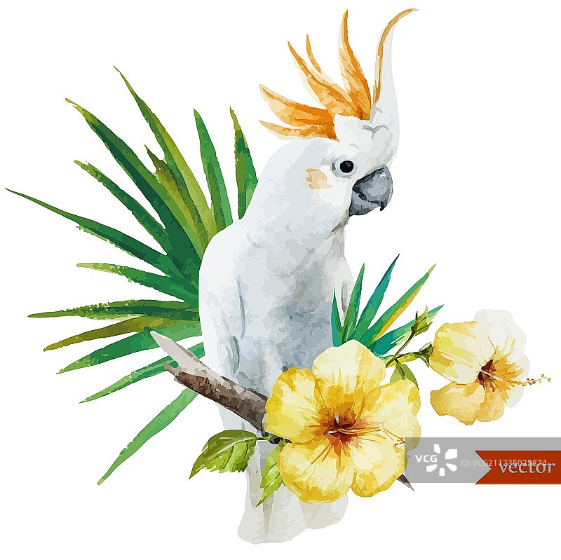 白色鹦鹉扶桑花热带棕榈树图片素材