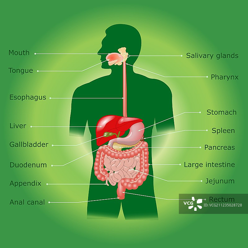 人类消化系统图片素材