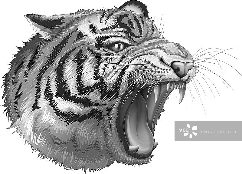 咆哮的灰色老虎图片素材