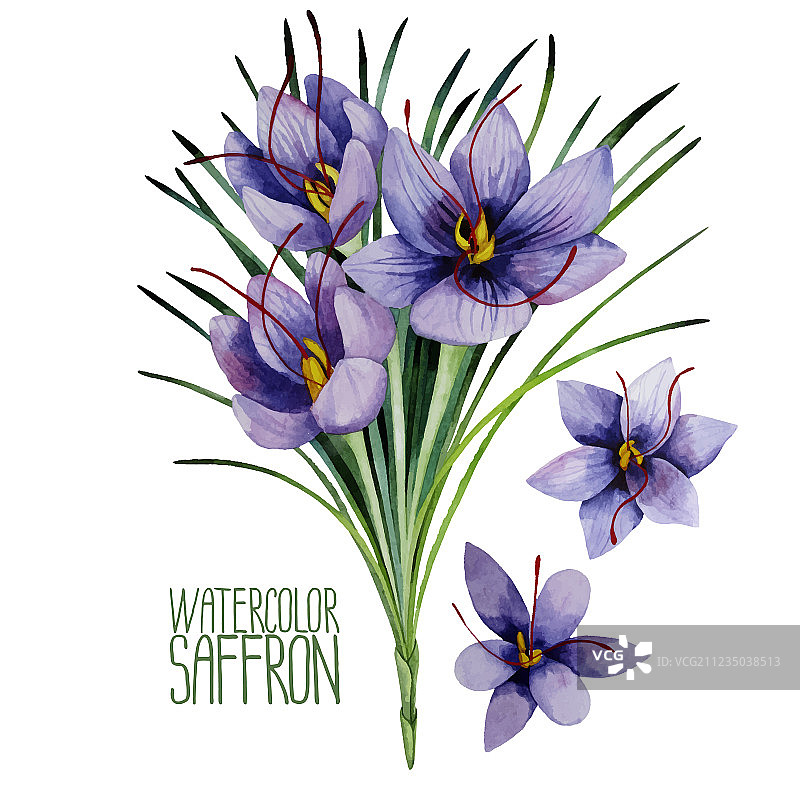 水彩藏红花图片素材