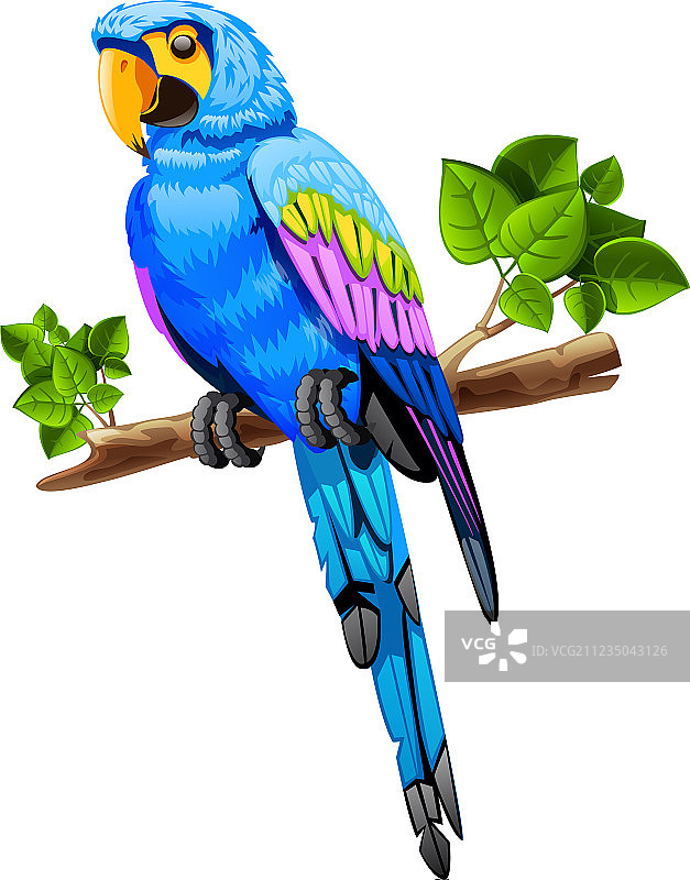 大型鹦鹉图片素材