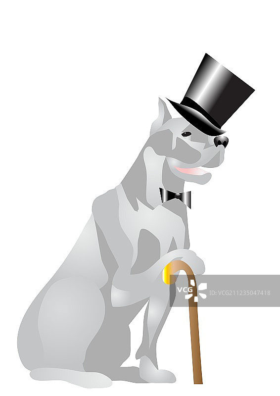 戴着高帽的小狗图片素材