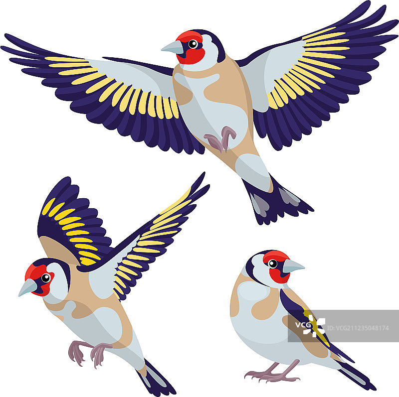 白色背景上的金翅雀图片素材