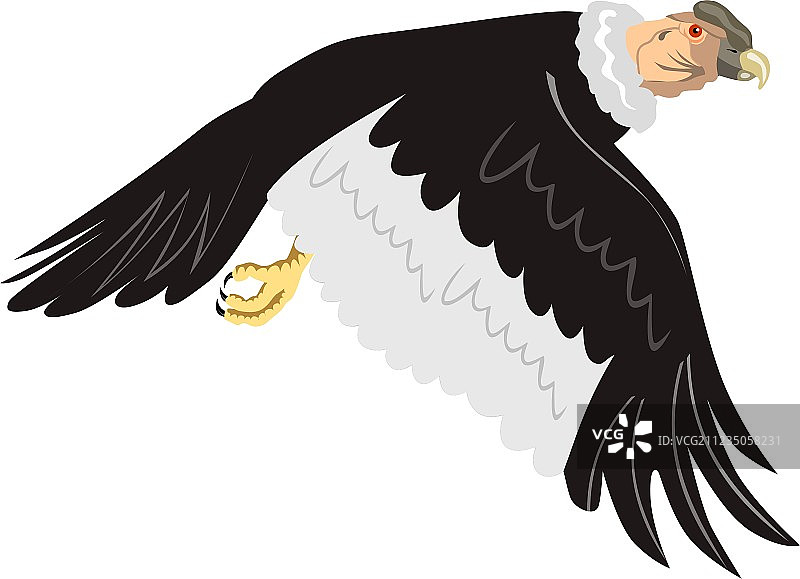 飞行中的秃鹰图片素材