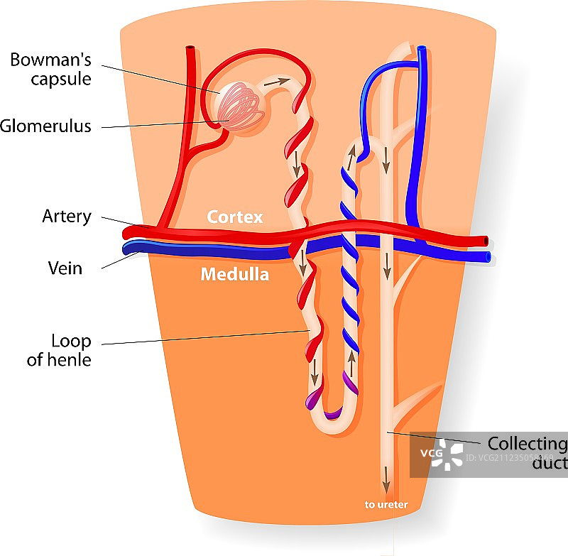 肾单位结构图片素材