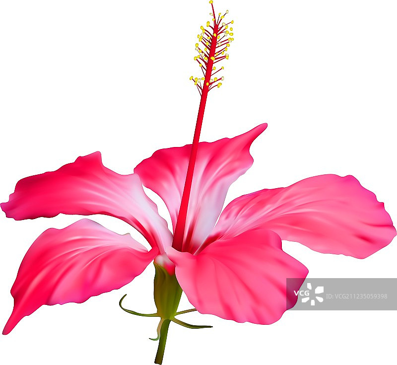 白色背景下的红色芙蓉花图片素材