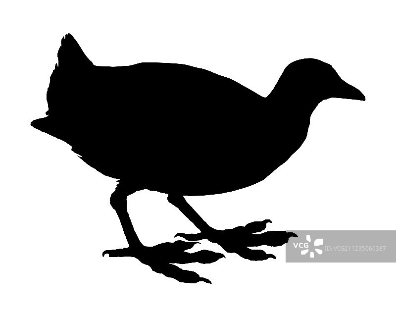 白色背景下的骨顶鸡图片素材