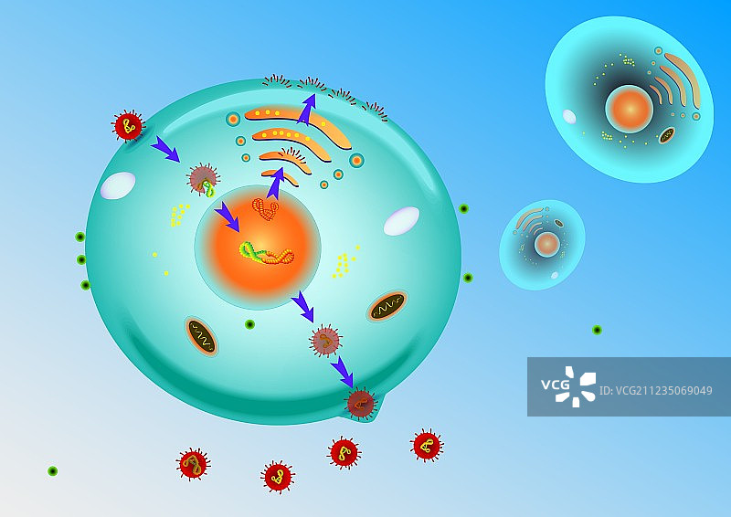 流感病毒图片素材