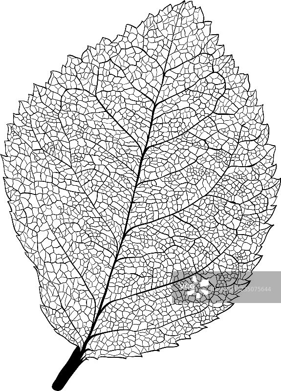 树叶骨架图片素材