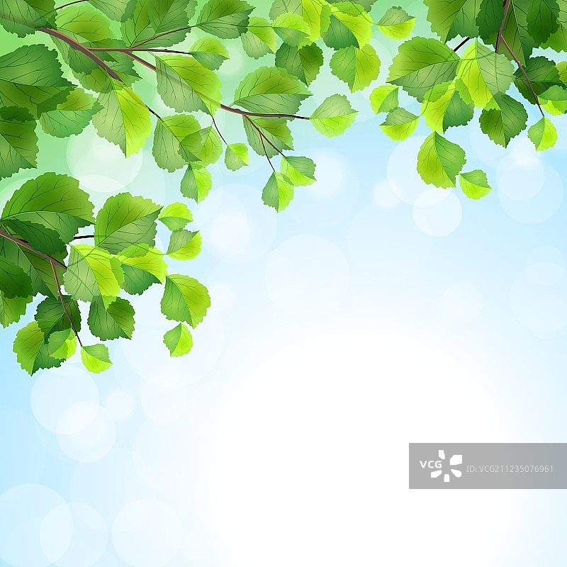 绿叶树枝背景图片素材
