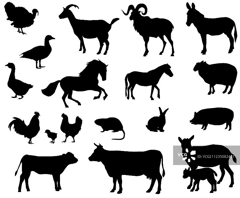 农场动物图片素材