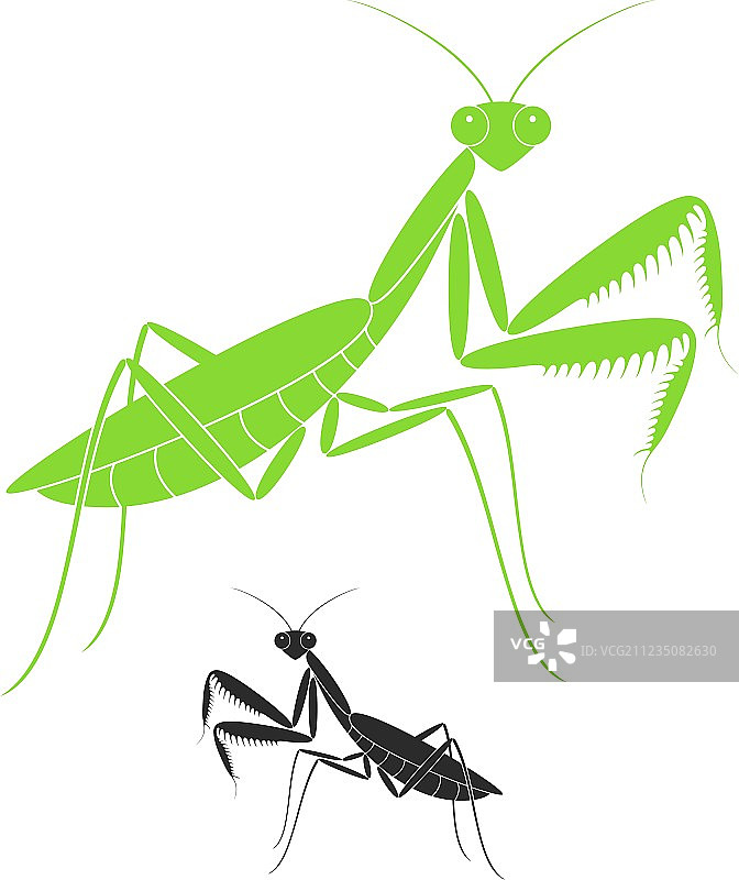 螳螂图片素材