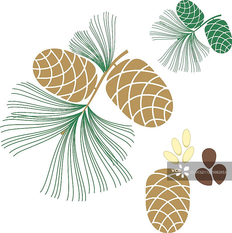 松果雪松树图片素材