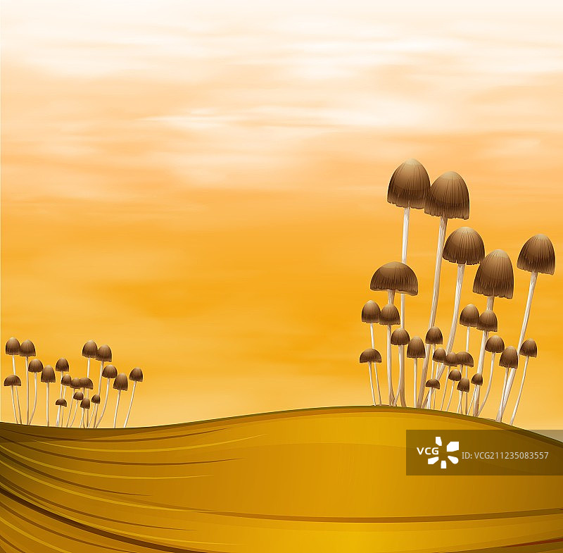 蘑菇植物图片素材