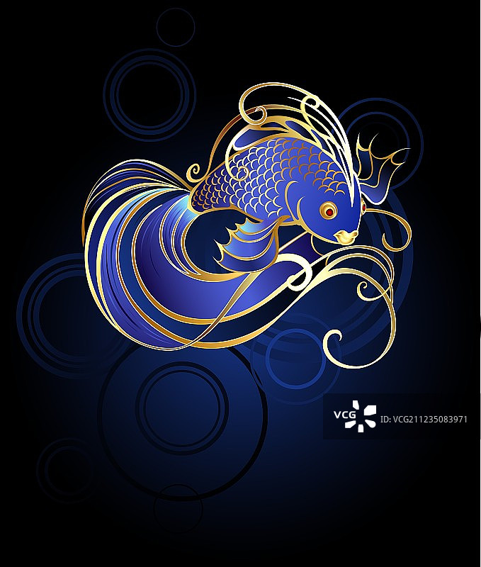 蓝色背景上的金鱼图片素材