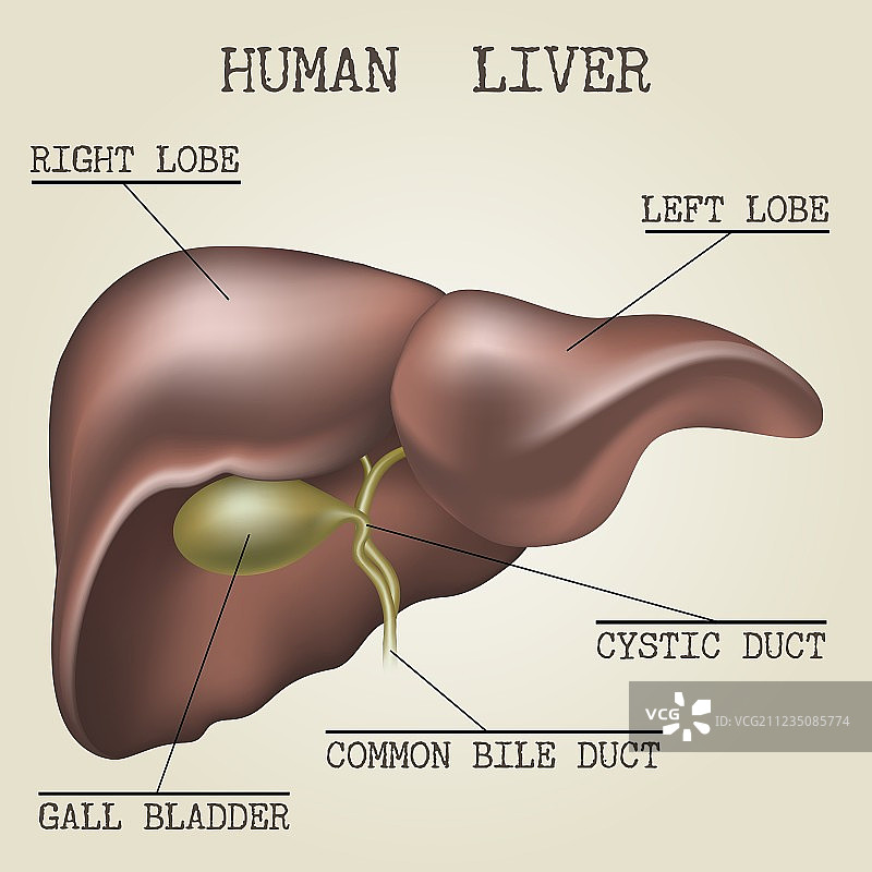 人类肝脏解剖结构图片素材