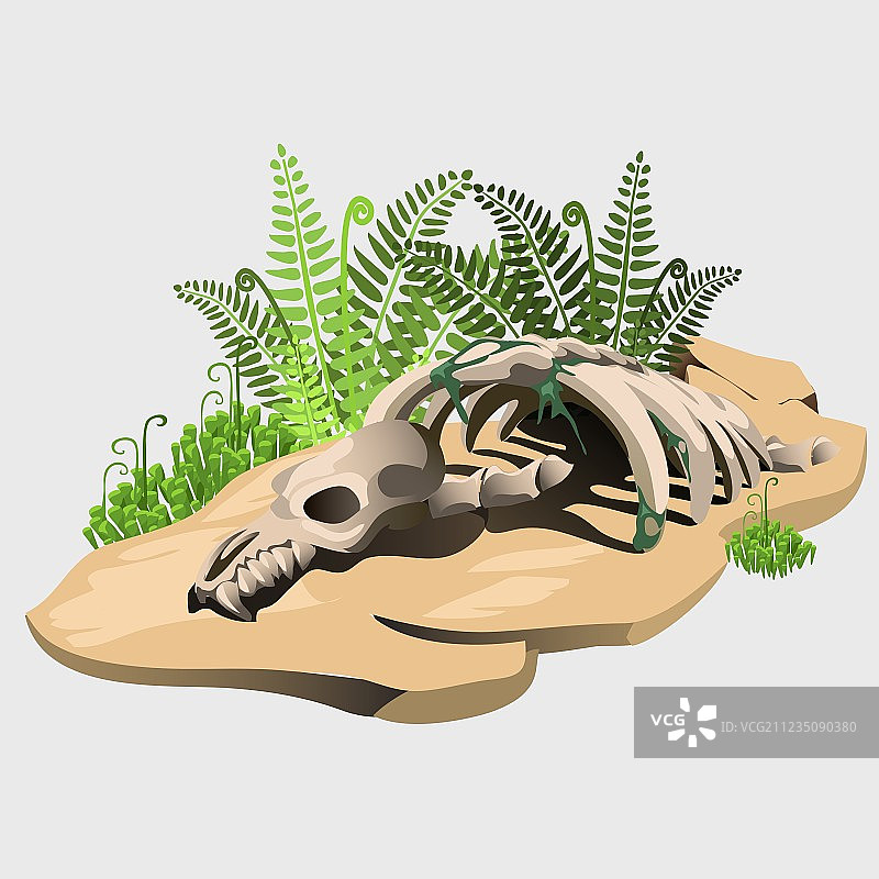 石头上古代动物的化石骨骼图片素材