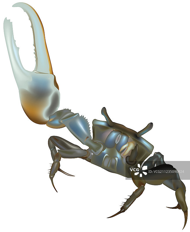 蟹图片素材