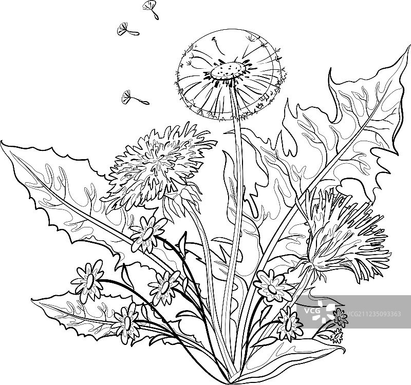 蒲公英花图片素材