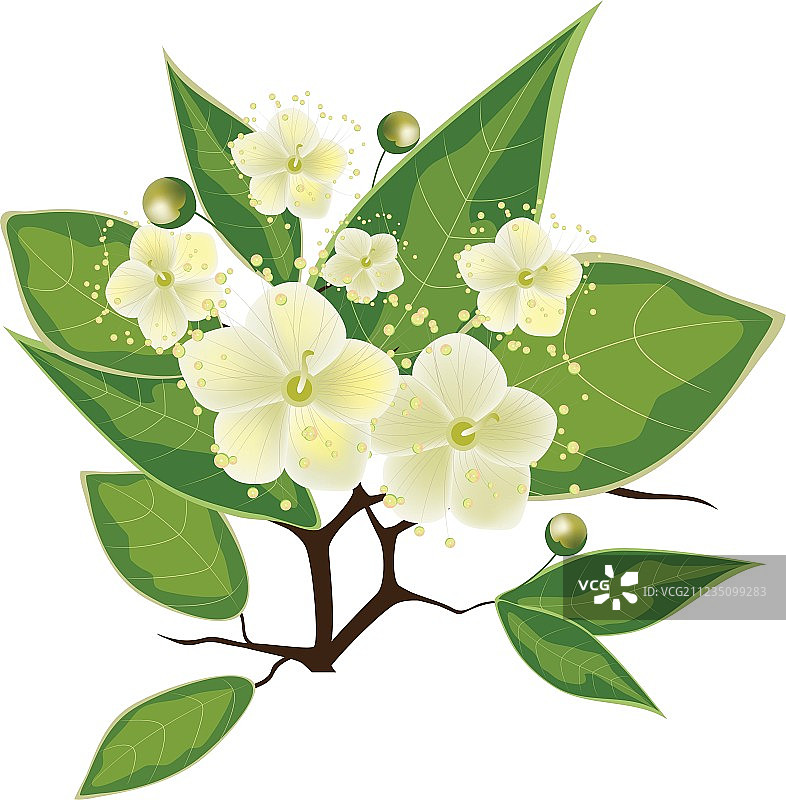 盛开的桃金娘树枝图片素材