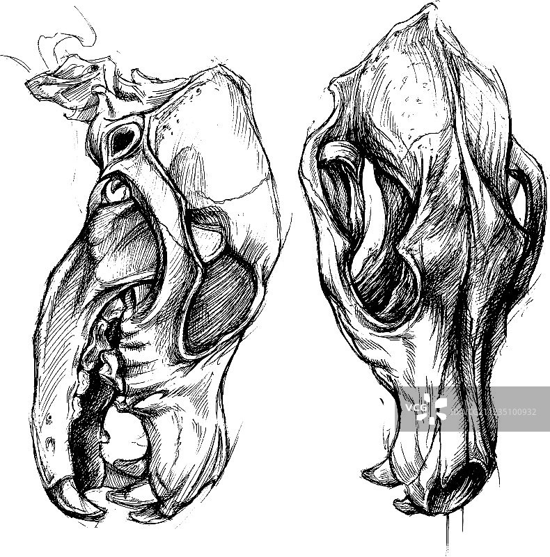 狗头骨图片素材