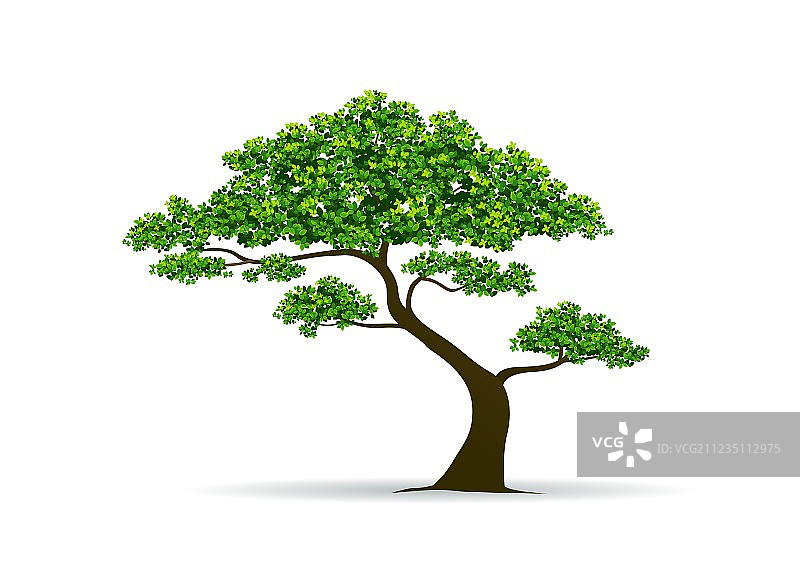 树木和树叶图片素材