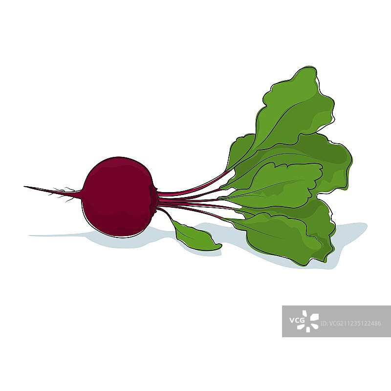 白色背景上的甜菜根蔬菜图片素材