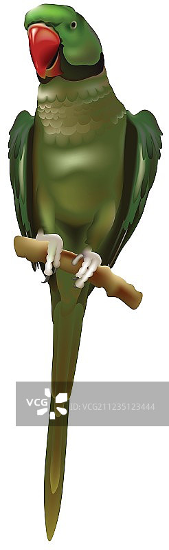 鹦鹉图片素材