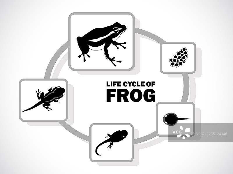 青蛙的生命周期图片素材