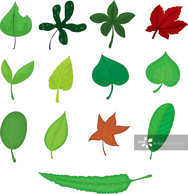 叶子图片素材
