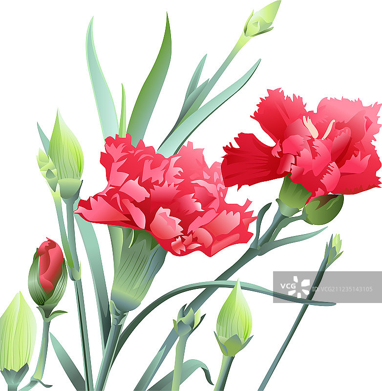 孤立在白色背景下的康乃馨花束图片素材