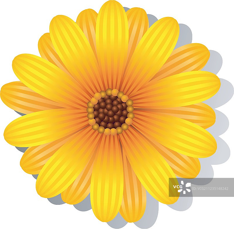 向日葵图片素材