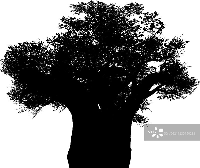 非洲猴面包树图片素材