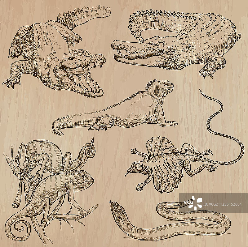 手绘蜥蜴合集图片素材
