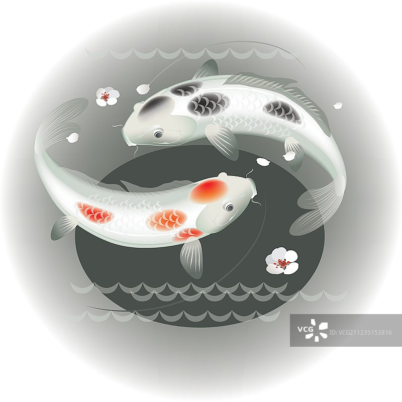 一对锦鲤图片素材