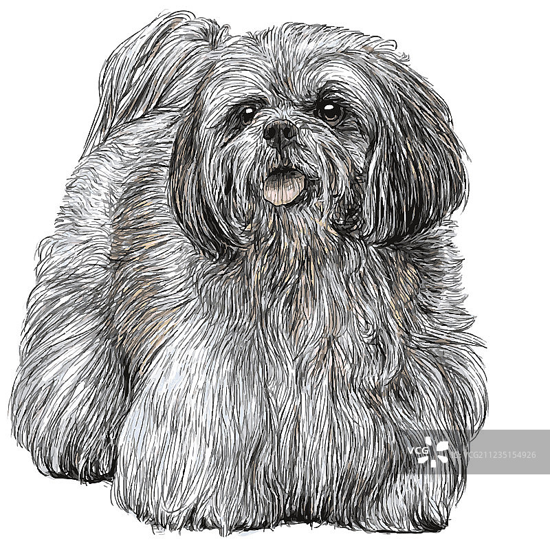拉萨犬02图片素材