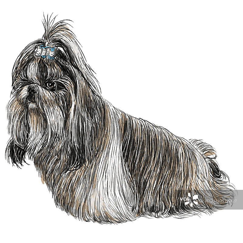 西施犬 01图片素材