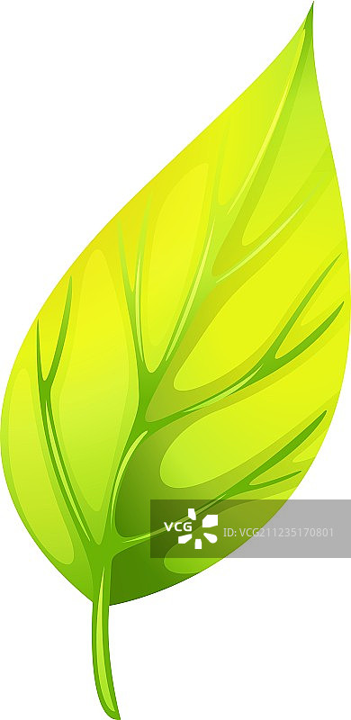 一片尖叶图片素材