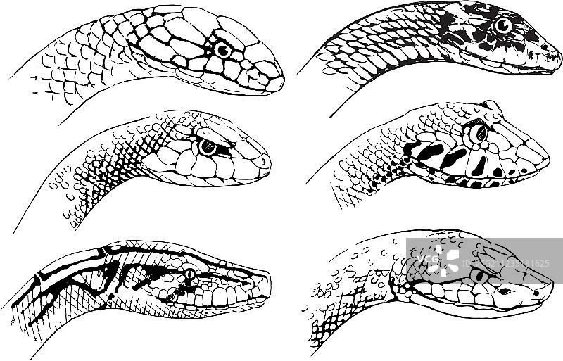 蛇类草图图片素材
